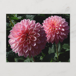 Dahlia Valley Porcupine #1 Briefkaart