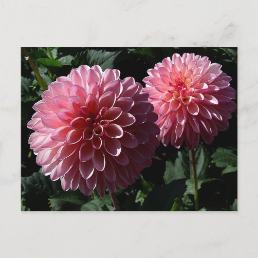 Dahlia Valley Porcupine #1 Briefkaart (Voorkant)