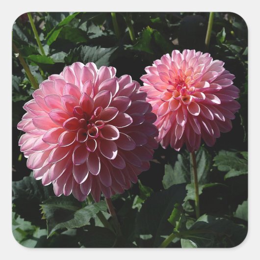 Dahlia Valley Porcupine #1 Sticker (Voorkant)