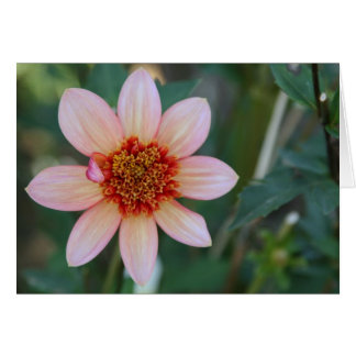 Dahlia, volledig Tangerine