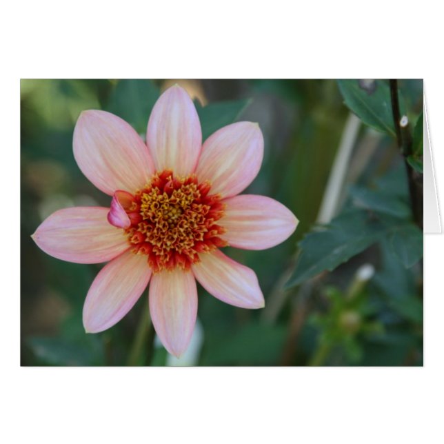 Dahlia, volledig Tangerine (Voorkant Horizontaal)