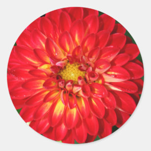 Dahlia Wedding and Event Envelope Seal Sticker