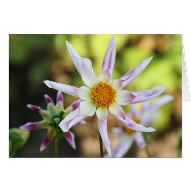 Dahlia, Willie Willie (Voorkant Horizontaal)