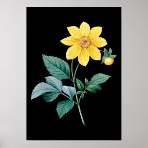 Dahlia yellow flower black poster
