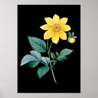 Dahlia yellow flower black poster