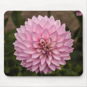 Dahlia Zomer Bloem Muismat