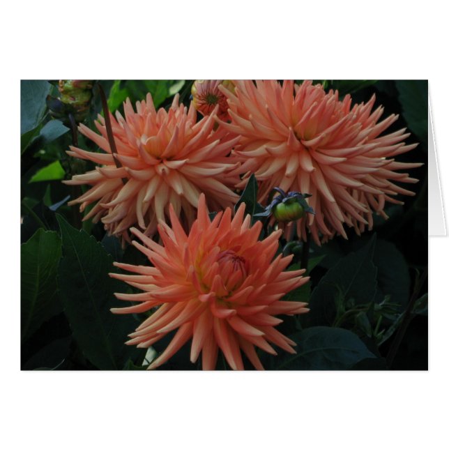 Dahlias (Voorkant Horizontaal)