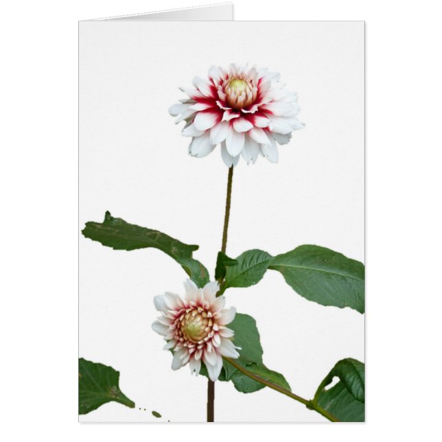Dahlias 1 (Voorkant)