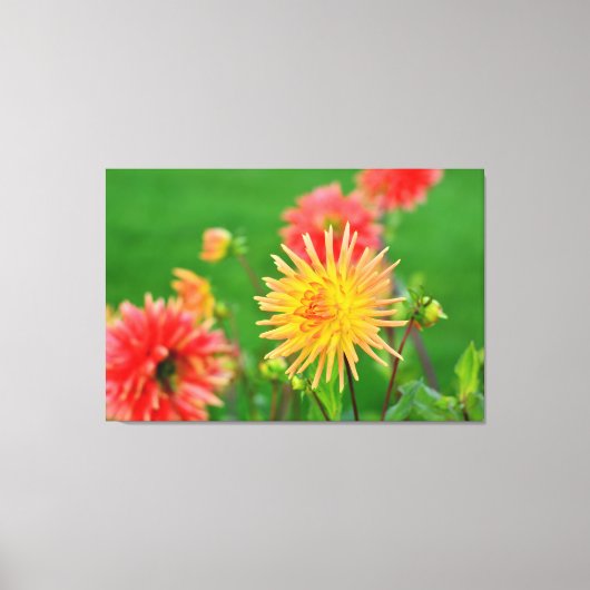 Dahlias Canvas Afdruk (Voorkant)