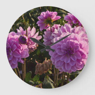 Dahlias, dahlia boerderij, Canby, Oregon, Verenigd Grote Klok