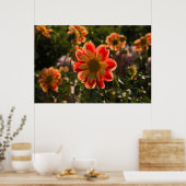 Dahlias, dahlia boerderij, Canby, Oregon, Verenigd Poster (Keuken)