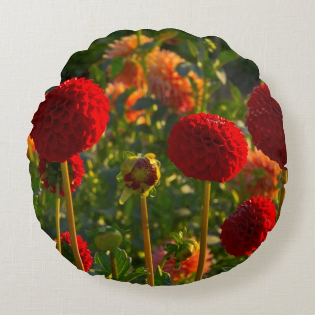 Dahlias, dahlia boerderij, Canby, Oregon, Verenigd Rond Kussen (Voorkant)