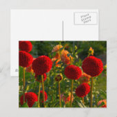 Dahlias, dahlia farm, Canby, Oregon, USA 3 Briefkaart (Voorkant / Achterkant)