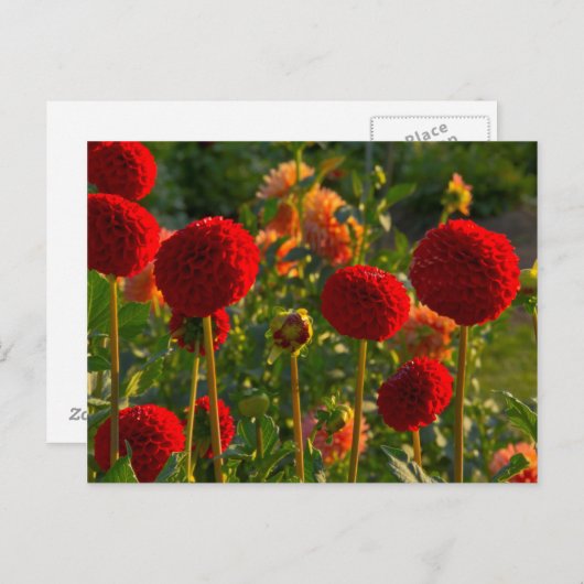 Dahlias, dahlia farm, Canby, Oregon, USA 3 Briefkaart (Voorkant / Achterkant)