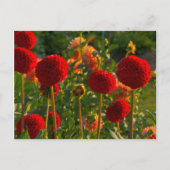 Dahlias, dahlia farm, Canby, Oregon, USA 3 Briefkaart (Voorkant)