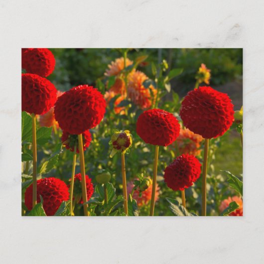 Dahlias, dahlia farm, Canby, Oregon, USA 3 Briefkaart (Voorkant)