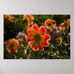 Dahlias, dahlia kwekerij, Canby, Oregon, USA 2 Poster