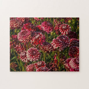 Dahlias, dahliabedrijf, Canby, Oregon, VS 4 Legpuzzel