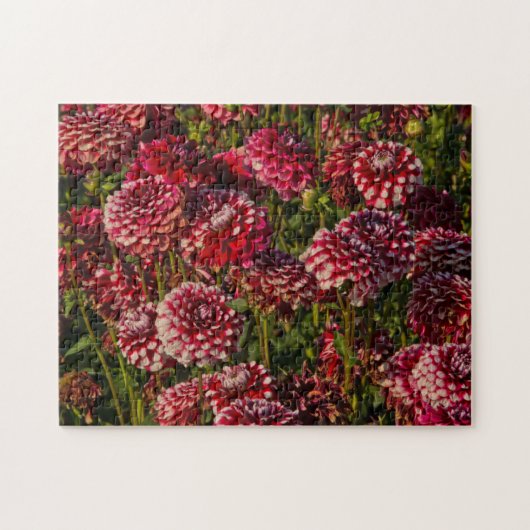 Dahlias, dahliabedrijf, Canby, Oregon, VS 4 Legpuzzel (Horizontaal)