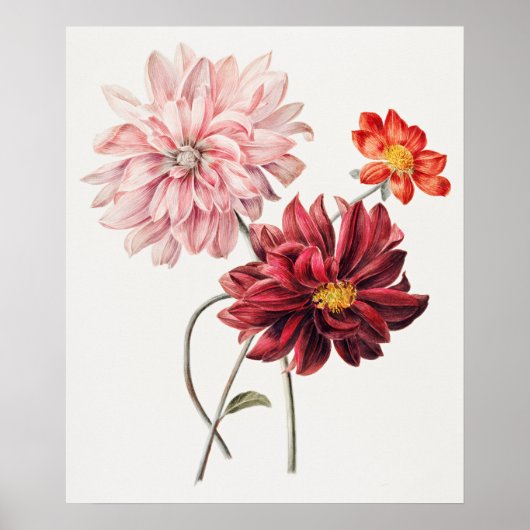 Dahlia's door Willem Hekking  Poster (Voorkant)