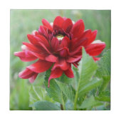 Dahlias Flower Ceramic Tile Tegeltje (Voorkant)