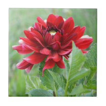 Dahlias Flower Ceramic Tile