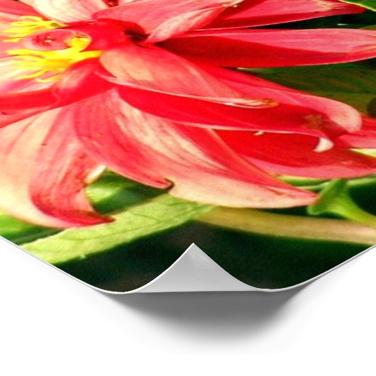 Dahlias Photo Poster / Print (Hoek)