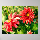 Dahlias Photo Poster / Print (Voorkant)