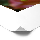 Dahlias Poster (Hoek)