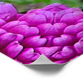 Dahlias.... Poster (Hoek)
