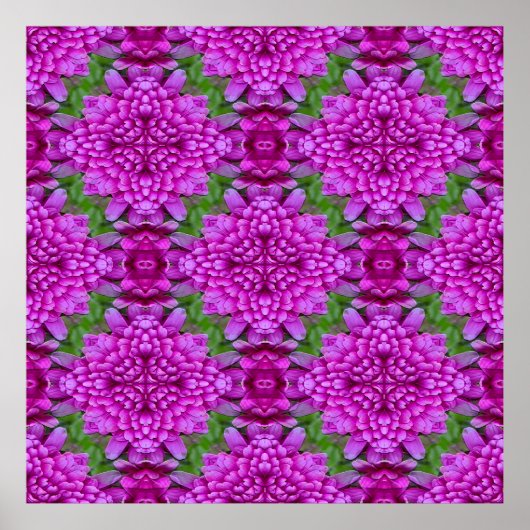 Dahlias.... Poster (Voorkant)