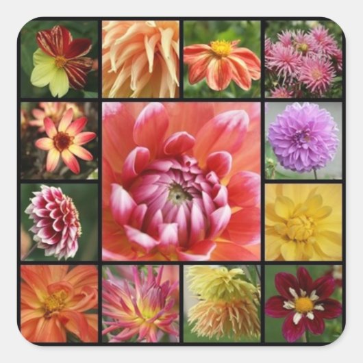 dahlias vierkante sticker (Voorkant)