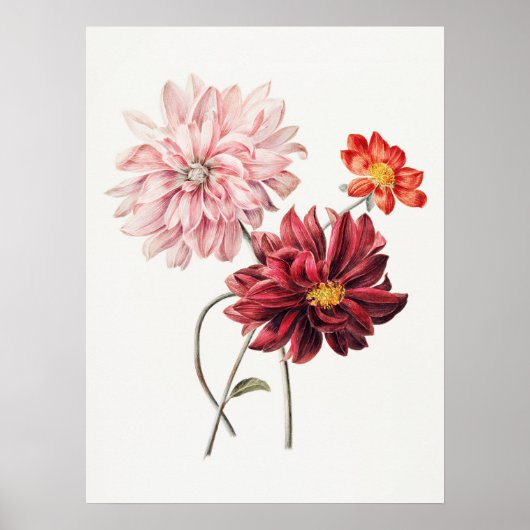 Dahlias Willem Hekking Vintage Bloemenkunst Poster (Voorkant)