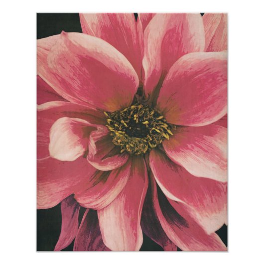 Dahlie Foto Afdruk (Voorkant)