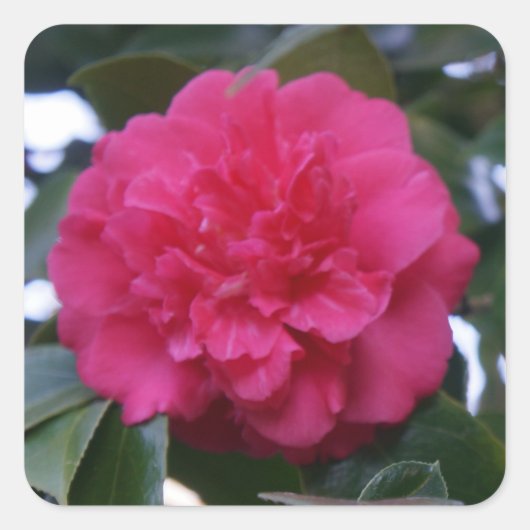 Daikagura Red Camellia Stickers (Voorkant)