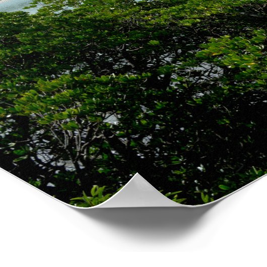 Daintree regenwoud op Cape Tribulation Poster (Hoek)