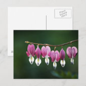 Dainty Hearts-Briefkaart Briefkaart (Voorkant / Achterkant)