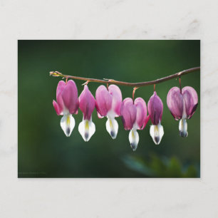 Dainty Hearts-Briefkaart Briefkaart