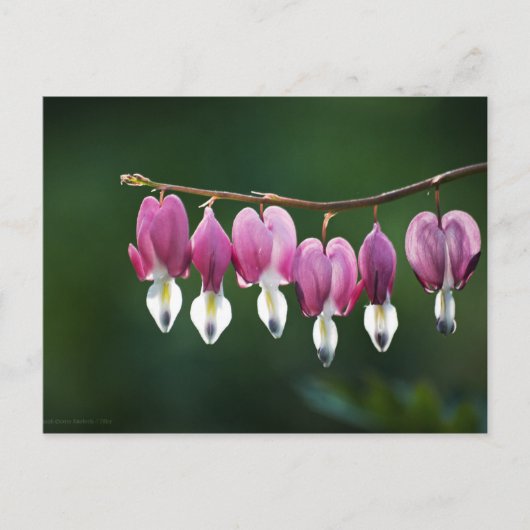 Dainty Hearts-Briefkaart Briefkaart (Voorkant)