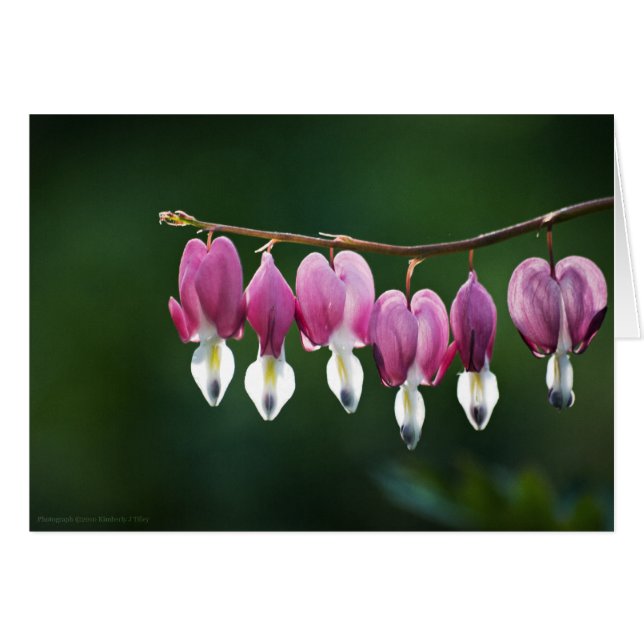 Dainty Hearts Kaart (Voorkant Horizontaal)