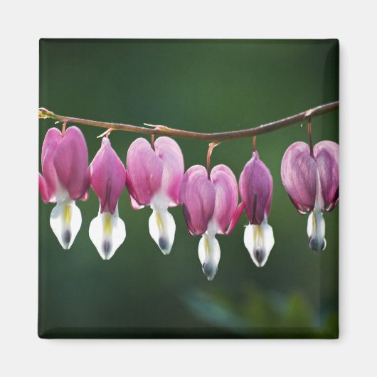 Dainty Hearts Magnet (Voorkant)