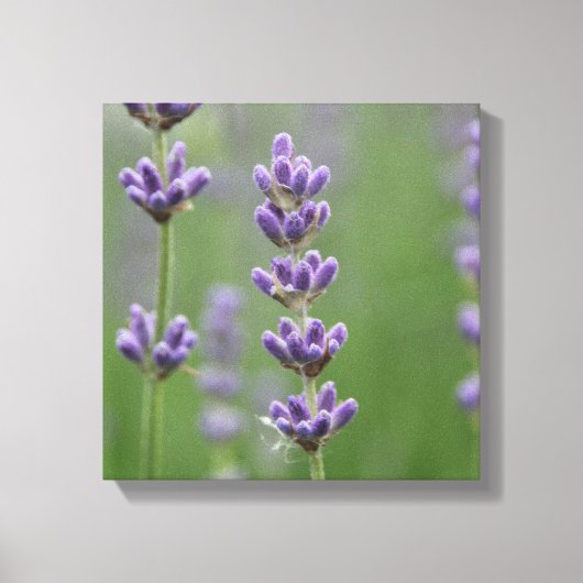Dainty Lavender Canvas Afdruk (Voorkant)