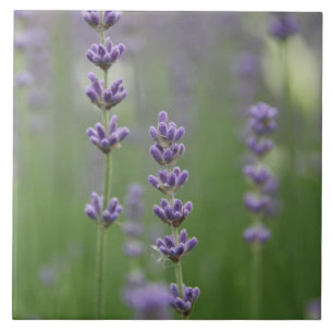 Dainty Lavender Large Square Tegel Tegeltje