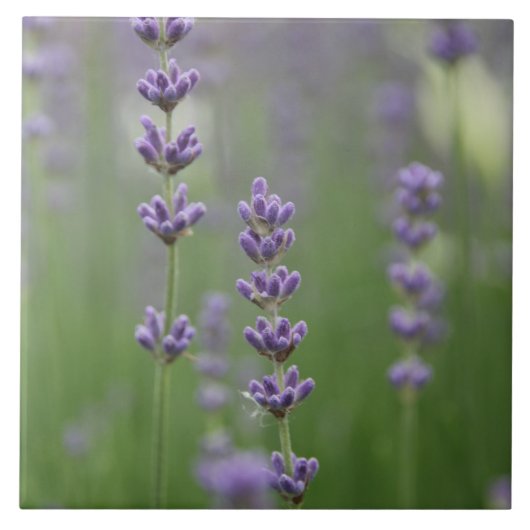 Dainty Lavender Large Square Tegel Tegeltje (Voorkant)