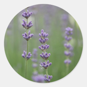 Dainty Lavender Ronde Sticker