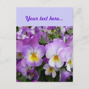 Dainty Violas Briefkaart