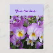 Dainty Violas Briefkaart (Voorkant)
