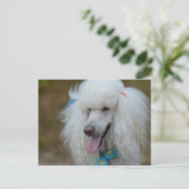 Dainty White Poodle Briefkaart (Staand voorkant)