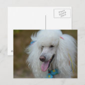 Dainty White Poodle Briefkaart (Voorkant / Achterkant)