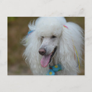 Dainty White Poodle Briefkaart